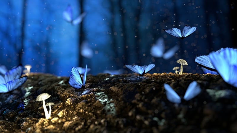 Enchanted Forest Locations